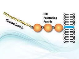 cell permeable peptide oligo conjugation