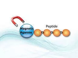 LifeTein Magnetic Agarose