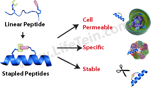 Peptide synthesis: Stapled Peptide Synthesis