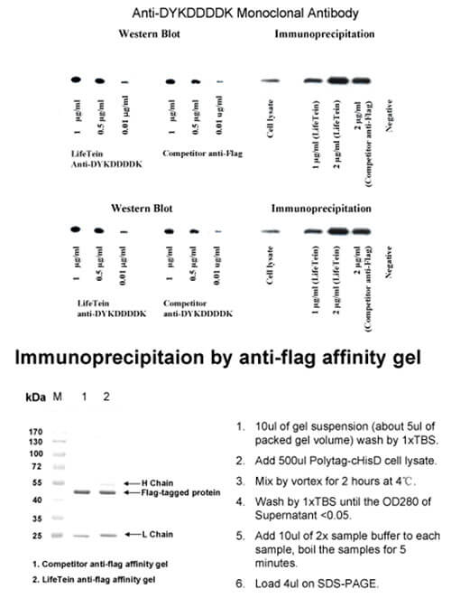 Flag DYKDDDDK_Monoclonal Antibody
