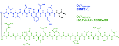 (image for) OVA Peptide (323-339), ovalbumin