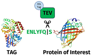 TEV Protease ENLYFQS