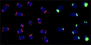 TelC-telomere-PNA-probe