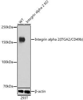 [KO Validated] Integrin alpha 2 (ITGA2/CD49b) Rabbit mAb