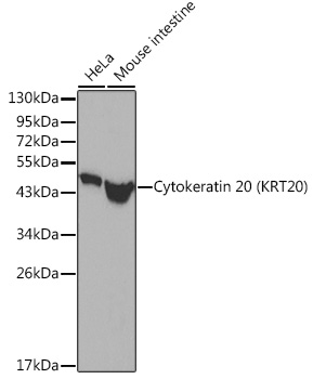 Cytokeratin 20 (KRT20) Rabbit pAb