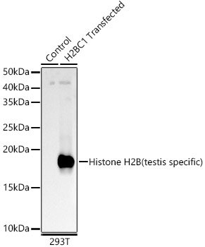 Histone H2B (testis specific) Rabbit pAb