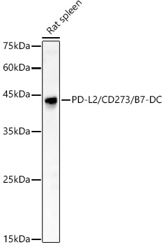 PD-L2/CD273/B7-DC Rabbit pAb