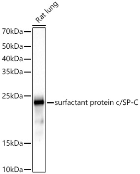 surfactant protein c/SP-C Rabbit mAb