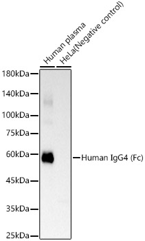 Human IgG4 (Fc) Rabbit mAb