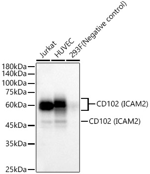 CD102 (ICAM2) Rabbit mAb