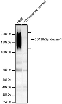 CD138/Syndecan-1 Rabbit mAb