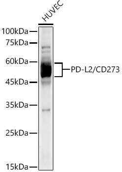 PD-L2/CD273 Rabbit mAb