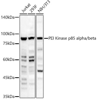 PI3 Kinase p85 alpha/beta Rabbit PolymAb?