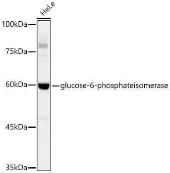 [KD Validated] glucose-6-phosphate isomerase Rabbit mAb