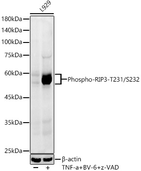 Phospho-RIP3-T231/S232 Rabbit mAb