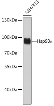 Hsp90_ Mouse mAb