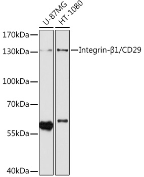 Integrin-_1/CD29 Mouse mAb