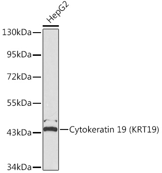 Cytokeratin 19 (KRT19) Rabbit pAb