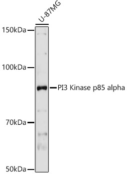 PI3 Kinase p85 alpha Rabbit pAb