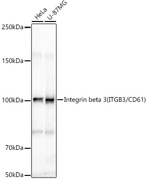 Integrin beta 3 (ITGB3/CD61) Rabbit pAb