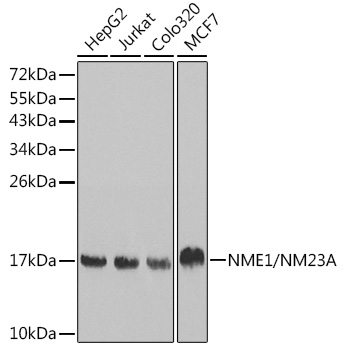 NME1/NM23A Mouse mAb