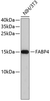 FABP4 Mouse mAb