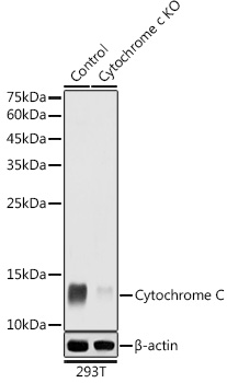 [KO Validated] Cytochrome C Rabbit pAb