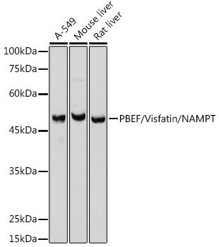 PBEF/Visfatin/NAMPT Rabbit pAb