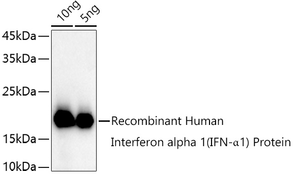 Interferon alpha 1 (IFN-_1) Rabbit pAb