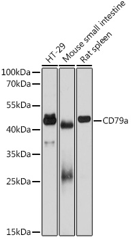 CD79a Mouse mAb