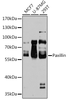 Paxillin Rabbit pAb