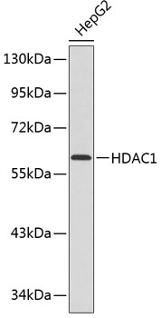 HDAC1 Mouse mAb