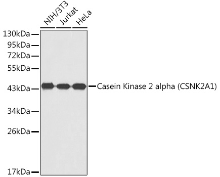 Casein Kinase 2 alpha (CSNK2A1) Rabbit pAb