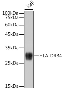 HLA-DRB4 Rabbit mAb