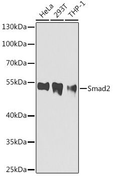 Smad2 Mouse mAb