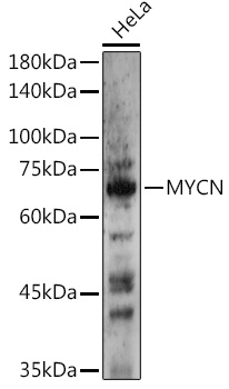 N-Myc/MYCN Rabbit pAb