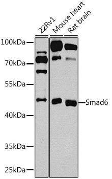 Smad6 Rabbit pAb