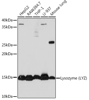 Lysozyme (LYZ) Rabbit mAb