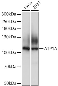 ATP1A Rabbit pAb