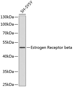 Estrogen Receptor beta Rabbit pAb