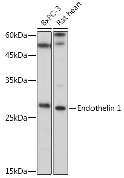 Endothelin 1 Rabbit pAb
