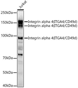 Integrin alpha 4 (ITGA4/CD49d) Rabbit pAb