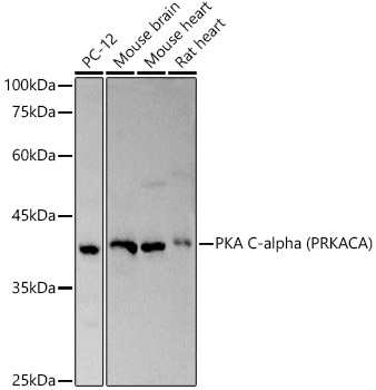 PKA C-alpha (PRKACA) Rabbit pAb