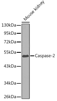 Caspase-2 Rabbit pAb