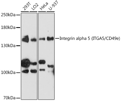 Integrin alpha 5 (ITGA5/CD49e) Rabbit pAb