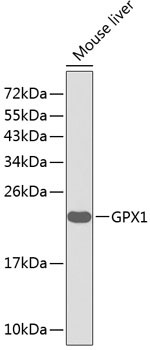 GPX1 Rabbit pAb