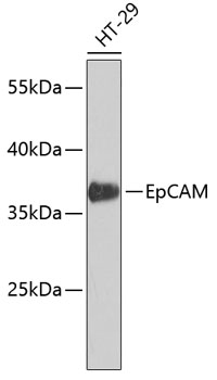 EpCAM Mouse mAb