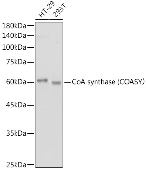 CoA synthase (COASY_ Rabbit mAb