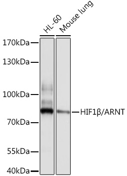 HIF1_/ARNT Rabbit pAb