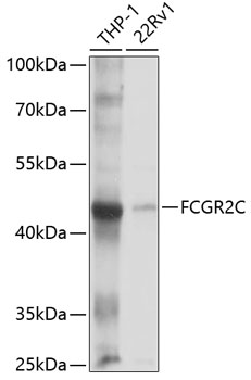 FCGR2C Rabbit pAb